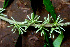  ( - BioBot01547)  @11 [ ] CreativeCommons - Attribution Non-Commercial Share-Alike (2010) Daniel H. Janzen Guanacaste Dry Forest Conservation Fund