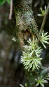  ( - BioBot01548)  @11 [ ] CreativeCommons - Attribution Non-Commercial Share-Alike (2010) Daniel H. Janzen Guanacaste Dry Forest Conservation Fund