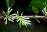  ( - BioBot01548)  @11 [ ] CreativeCommons - Attribution Non-Commercial Share-Alike (2010) Daniel H. Janzen Guanacaste Dry Forest Conservation Fund