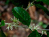  ( - BioBot01548)  @11 [ ] CreativeCommons - Attribution Non-Commercial Share-Alike (2010) Daniel H. Janzen Guanacaste Dry Forest Conservation Fund