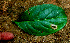  ( - BioBot01548)  @11 [ ] CreativeCommons - Attribution Non-Commercial Share-Alike (2010) Daniel H. Janzen Guanacaste Dry Forest Conservation Fund