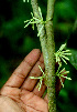  ( - BioBot01549)  @11 [ ] CreativeCommons - Attribution Non-Commercial Share-Alike (2010) Daniel H. Janzen Guanacaste Dry Forest Conservation Fund