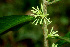  ( - BioBot01549)  @11 [ ] CreativeCommons - Attribution Non-Commercial Share-Alike (2010) Daniel H. Janzen Guanacaste Dry Forest Conservation Fund