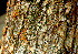  ( - BioBot01556)  @11 [ ] CreativeCommons - Attribution Non-Commercial Share-Alike (2010) Daniel H. Janzen Guanacaste Dry Forest Conservation Fund