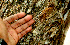  ( - BioBot01556)  @11 [ ] CreativeCommons - Attribution Non-Commercial Share-Alike (2010) Daniel H. Janzen Guanacaste Dry Forest Conservation Fund