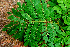  ( - BioBot01556)  @11 [ ] CreativeCommons - Attribution Non-Commercial Share-Alike (2010) Daniel H. Janzen Guanacaste Dry Forest Conservation Fund