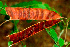  ( - BioBot01556)  @11 [ ] CreativeCommons - Attribution Non-Commercial Share-Alike (2010) Daniel H. Janzen Guanacaste Dry Forest Conservation Fund