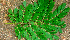  ( - BioBot01556)  @11 [ ] CreativeCommons - Attribution Non-Commercial Share-Alike (2010) Daniel H. Janzen Guanacaste Dry Forest Conservation Fund