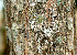  ( - BioBot01557)  @11 [ ] CreativeCommons - Attribution Non-Commercial Share-Alike (2010) Daniel H. Janzen Guanacaste Dry Forest Conservation Fund