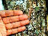  ( - BioBot01557)  @11 [ ] CreativeCommons - Attribution Non-Commercial Share-Alike (2010) Daniel H. Janzen Guanacaste Dry Forest Conservation Fund