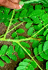  ( - BioBot01557)  @11 [ ] CreativeCommons - Attribution Non-Commercial Share-Alike (2010) Daniel H. Janzen Guanacaste Dry Forest Conservation Fund