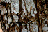  ( - BioBot01558)  @11 [ ] CreativeCommons - Attribution Non-Commercial Share-Alike (2010) Daniel H. Janzen Guanacaste Dry Forest Conservation Fund