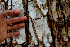  ( - BioBot01558)  @11 [ ] CreativeCommons - Attribution Non-Commercial Share-Alike (2010) Daniel H. Janzen Guanacaste Dry Forest Conservation Fund