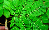  (Pseudosamanea - BioBot01558)  @13 [ ] CreativeCommons - Attribution Non-Commercial Share-Alike (2010) Daniel H. Janzen Guanacaste Dry Forest Conservation Fund