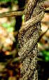  ( - BioBot01569)  @11 [ ] CreativeCommons - Attribution Non-Commercial Share-Alike (2010) Daniel H. Janzen Guanacaste Dry Forest Conservation Fund