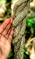  ( - BioBot01569)  @11 [ ] CreativeCommons - Attribution Non-Commercial Share-Alike (2010) Daniel H. Janzen Guanacaste Dry Forest Conservation Fund