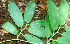  ( - BioBot01569)  @11 [ ] CreativeCommons - Attribution Non-Commercial Share-Alike (2010) Daniel H. Janzen Guanacaste Dry Forest Conservation Fund