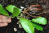  ( - BioBot01570)  @11 [ ] CreativeCommons - Attribution Non-Commercial Share-Alike (2010) Daniel H. Janzen Guanacaste Dry Forest Conservation Fund
