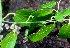  ( - BioBot01570)  @11 [ ] CreativeCommons - Attribution Non-Commercial Share-Alike (2010) Daniel H. Janzen Guanacaste Dry Forest Conservation Fund