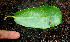  ( - BioBot01570)  @11 [ ] CreativeCommons - Attribution Non-Commercial Share-Alike (2010) Daniel H. Janzen Guanacaste Dry Forest Conservation Fund