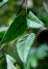  (Erythrina gibbosa - BioBot01586)  @11 [ ] CreativeCommons - Attribution Non-Commercial Share-Alike (2010) Daniel H. Janzen Guanacaste Dry Forest Conservation Fund
