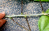 ( - BioBot01586)  @11 [ ] CreativeCommons - Attribution Non-Commercial Share-Alike (2010) Daniel H. Janzen Guanacaste Dry Forest Conservation Fund