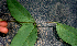  ( - BioBot01586)  @11 [ ] CreativeCommons - Attribution Non-Commercial Share-Alike (2010) Daniel H. Janzen Guanacaste Dry Forest Conservation Fund