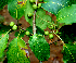  ( - BioBot01590)  @11 [ ] CreativeCommons - Attribution Non-Commercial Share-Alike (2010) Daniel H. Janzen Guanacaste Dry Forest Conservation Fund