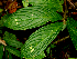  ( - BioBot01603)  @11 [ ] CreativeCommons - Attribution Non-Commercial Share-Alike (2010) Daniel H. Janzen Guanacaste Dry Forest Conservation Fund