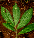  ( - BioBot01603)  @11 [ ] CreativeCommons - Attribution Non-Commercial Share-Alike (2010) Daniel H. Janzen Guanacaste Dry Forest Conservation Fund