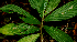  ( - BioBot01604)  @11 [ ] CreativeCommons - Attribution Non-Commercial Share-Alike (2010) Daniel H. Janzen Guanacaste Dry Forest Conservation Fund