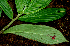  ( - BioBot01605)  @12 [ ] CreativeCommons - Attribution Non-Commercial Share-Alike (2010) Daniel H. Janzen Guanacaste Dry Forest Conservation Fund