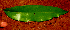  ( - BioBot01612)  @11 [ ] CreativeCommons - Attribution Non-Commercial Share-Alike (2010) Daniel H. Janzen Guanacaste Dry Forest Conservation Fund