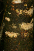 ( - BioBot01613)  @11 [ ] CreativeCommons - Attribution Non-Commercial Share-Alike (2010) Daniel H. Janzen Guanacaste Dry Forest Conservation Fund