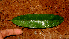 ( - BioBot01613)  @11 [ ] CreativeCommons - Attribution Non-Commercial Share-Alike (2010) Daniel H. Janzen Guanacaste Dry Forest Conservation Fund