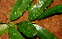  ( - BioBot01613)  @11 [ ] CreativeCommons - Attribution Non-Commercial Share-Alike (2010) Daniel H. Janzen Guanacaste Dry Forest Conservation Fund
