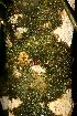  ( - BioBot01614)  @11 [ ] CreativeCommons - Attribution Non-Commercial Share-Alike (2010) Daniel H. Janzen Guanacaste Dry Forest Conservation Fund