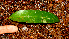  ( - BioBot01614)  @11 [ ] CreativeCommons - Attribution Non-Commercial Share-Alike (2010) Daniel H. Janzen Guanacaste Dry Forest Conservation Fund