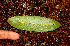  ( - BioBot01614)  @11 [ ] CreativeCommons - Attribution Non-Commercial Share-Alike (2010) Daniel H. Janzen Guanacaste Dry Forest Conservation Fund