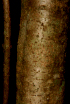  (Prockia - BioBot01624)  @11 [ ] CreativeCommons - Attribution Non-Commercial Share-Alike (2010) Daniel H. Janzen Guanacaste Dry Forest Conservation Fund