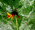  ( - BioBot01654)  @11 [ ] CreativeCommons - Attribution Non-Commercial Share-Alike (2010) Daniel H. Janzen Guanacaste Dry Forest Conservation Fund