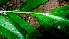 ( - BioBot01655)  @11 [ ] CreativeCommons - Attribution Non-Commercial Share-Alike (2010) Daniel H. Janzen Guanacaste Dry Forest Conservation Fund