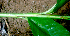  ( - BioBot01655)  @11 [ ] CreativeCommons - Attribution Non-Commercial Share-Alike (2010) Daniel H. Janzen Guanacaste Dry Forest Conservation Fund