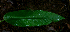  ( - BioBot01655)  @11 [ ] CreativeCommons - Attribution Non-Commercial Share-Alike (2010) Daniel H. Janzen Guanacaste Dry Forest Conservation Fund