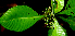  (Psychotria panamensis - BioBot01656)  @11 [ ] CreativeCommons - Attribution Non-Commercial Share-Alike (2010) Daniel H. Janzen Guanacaste Dry Forest Conservation Fund