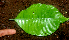  ( - BioBot01656)  @11 [ ] CreativeCommons - Attribution Non-Commercial Share-Alike (2010) Daniel H. Janzen Guanacaste Dry Forest Conservation Fund