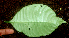  ( - BioBot01656)  @11 [ ] CreativeCommons - Attribution Non-Commercial Share-Alike (2010) Daniel H. Janzen Guanacaste Dry Forest Conservation Fund