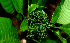  ( - BioBot01657)  @11 [ ] CreativeCommons - Attribution Non-Commercial Share-Alike (2010) Daniel H. Janzen Guanacaste Dry Forest Conservation Fund
