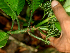  ( - BioBot01657)  @11 [ ] CreativeCommons - Attribution Non-Commercial Share-Alike (2010) Daniel H. Janzen Guanacaste Dry Forest Conservation Fund