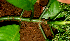  ( - BioBot01657)  @11 [ ] CreativeCommons - Attribution Non-Commercial Share-Alike (2010) Daniel H. Janzen Guanacaste Dry Forest Conservation Fund